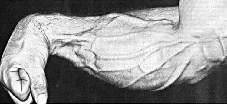 Mike Mentzer Forearms
